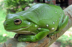 Magnificent_tree_frog_(Litoria_splendida)_crop